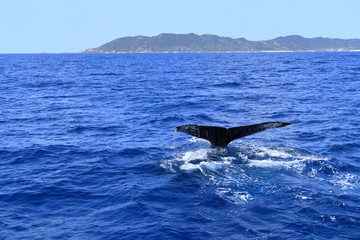 フルークアップする慶良間のザトウクジラ