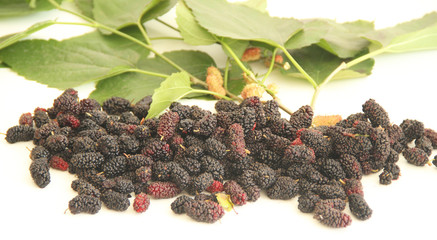 Blackberry, fruit, São Paulo, Brazil