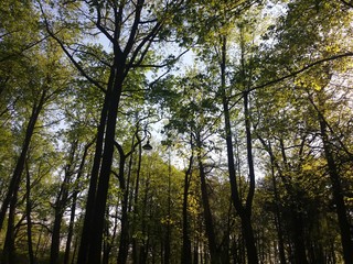 In the park