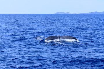 Obraz premium フルークダウンする慶良間のザトウクジラ