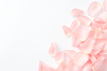 pink  petal - Powered by Adobe