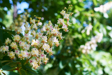 Blossoming flowers of chestnut.