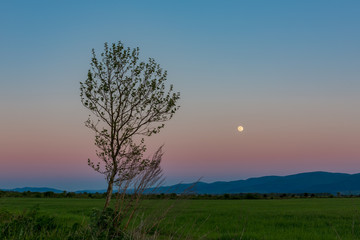 Fototapeta na wymiar Tranquil scenery landscape at dusk with the full Moon and poplar tree in front and mountain in the far distance