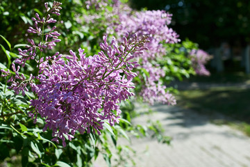 Obraz premium Spring branch of blossoming lilac