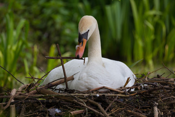 Höckerschwan auf seinem Nest am Ufer