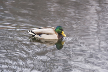 duck in water, looking at his reflection