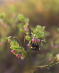 Bumblebee on raw blueberry