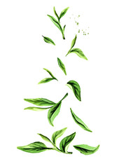 Falling Green tea leaves. Watercolor hand drawn vertical illustration,  isolated on white background