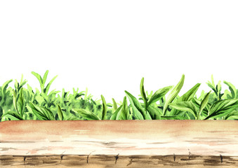Fresh tea  leaves on the Tea plantation and empty background. Hand drawn watercolor template for your design