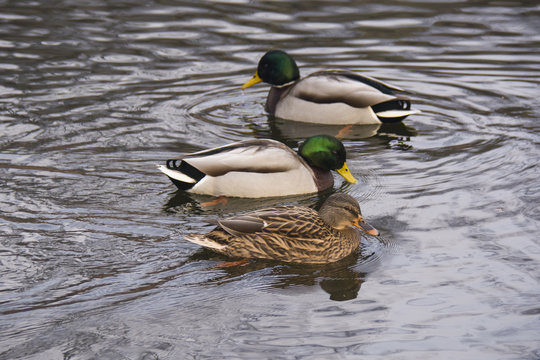 ducks in water, in good weather