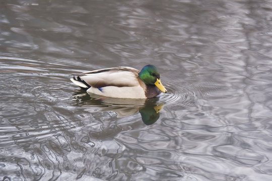 duck in water, looking at his reflection