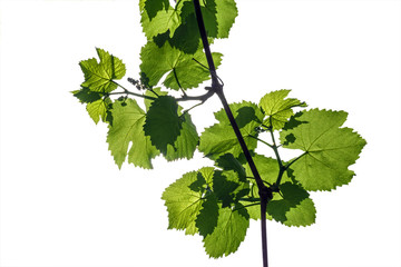 Young grape vine with grapes ovary isolated on a white background. © vladk213