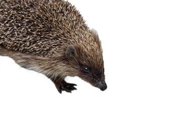 Adult hedgehog. Isolated on white background.