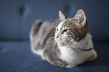 Chat blanc tigré