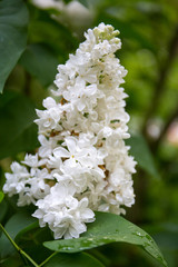 white lilac bush blooming in May day