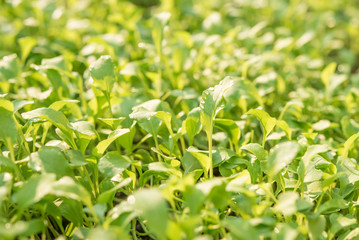 Fototapeta na wymiar Closeup of small saplings in garden , Agriculture and Seeding Plant , Group of green sprouts growing out from soil