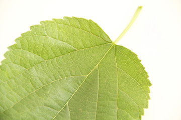 Leaf, blackberry,  São Paulo, Brazil