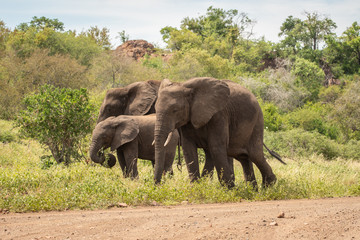 Elephants eating in the Kruger National Park