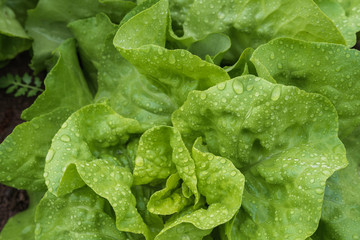 Grüner Salat mit Wassertropfen