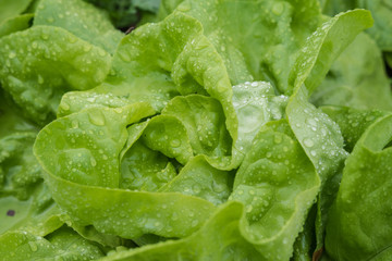 Grüner Salat mit Wassertropfen