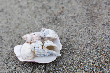 Image of swhitel Sea shells on the sand beach background.