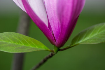 Flower in garden 