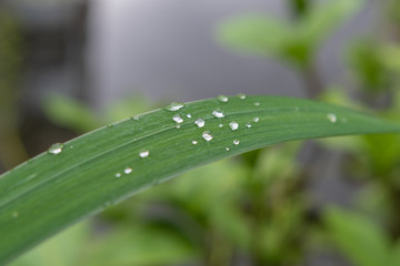 Wassertropfen auf dem Gras