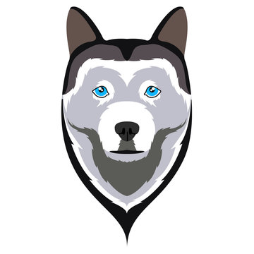 Siberian husky avatar