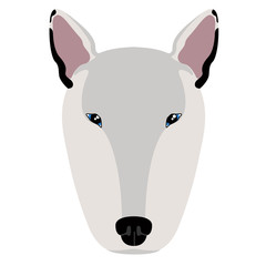 Bull terrier avatar