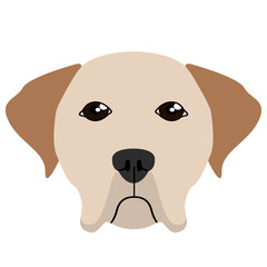 Labrador retriever avatar