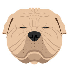 Shar pei avatar