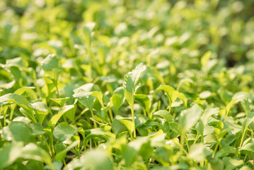 Obraz na płótnie Canvas Closeup of small saplings in garden , Agriculture and Seeding Plant , Group of green sprouts growing out from soil