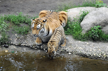 Naklejka na ściany i meble Sibirischer Tiger, Amurtiger (Panthera tigris altaica), Tigerin mit Jungen, Captive, Deutschland, Europa