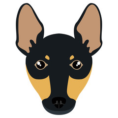 Miniature pinscher avatar