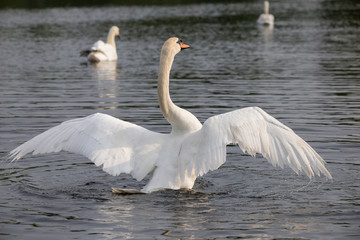 Höckerschwan lüftet seine Flügel