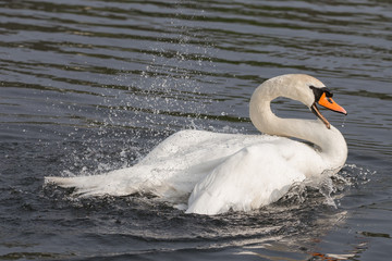 Badender Höckerschwan