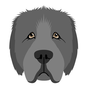 recommend clip art: Isolated newfoundland avatar