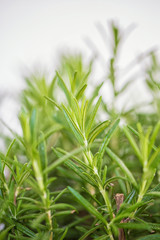 Obraz premium rosmarin in garden 