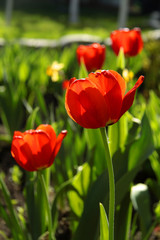 red tulip in the sun