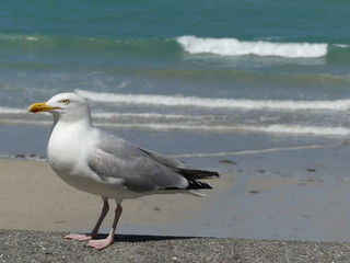 Mouette au bord de mer - Seagull on seaside