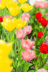 満開のチューリップ