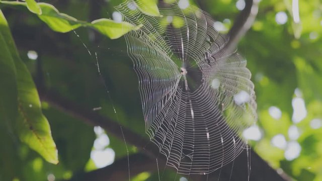 Orb Weaver Spider Web Fluttering In The Wind  On A Mango Tree In The Maldives.