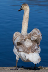 Junger Höckerschwan