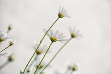 Daisy Flower in garden 