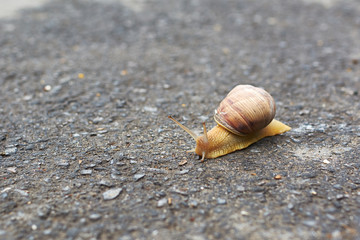Snail crawling on the asphalt road.