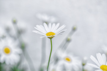 Daisy Flower in garden 