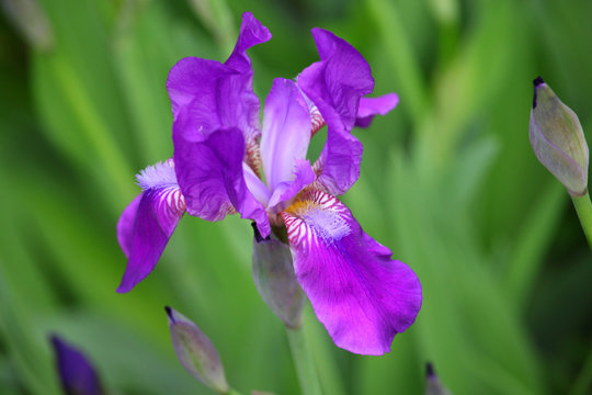 Iris flower summer garden 