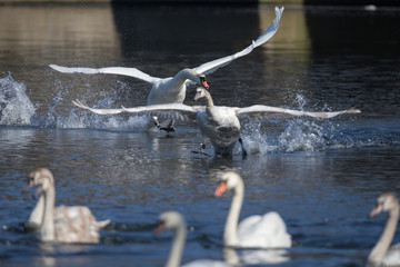 Höckerschwan vertreibt einen Rivalen