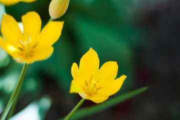 Yellow flowers with green leaf in garden in sunny day with copy space for your text