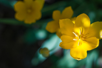 Yellow flowers with green leaf in garden in sunny day